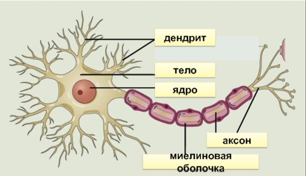 Строение нейрона головного мозга