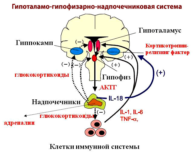 гипоталамо гипофизарно надпочечниковая система